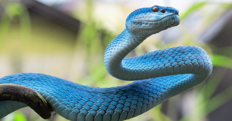 Comment éloigner les serpents de votre jardin de façon naturelle Voici 4 astuces pratiques pour être tranquille tout l'été