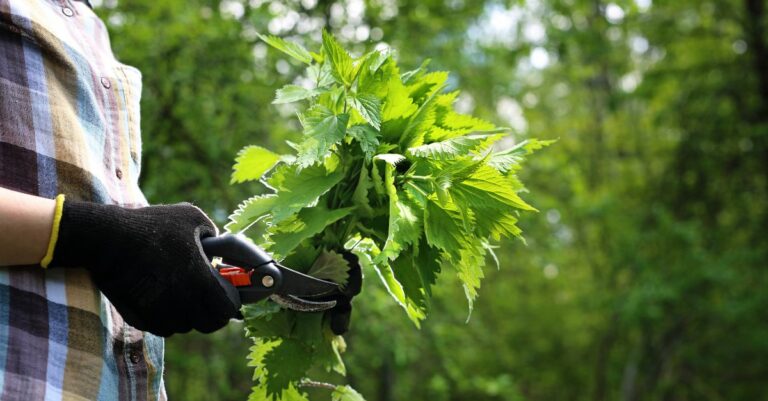 Les méthodes naturelles pour se débarrasser des orties