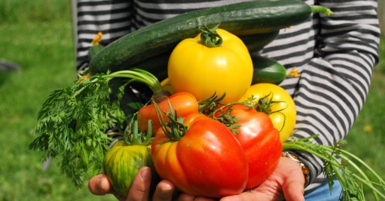 Faire pousser de beaux légumes tout l'été cette astuce de jardinier est la meilleure solution, et elle est économique !