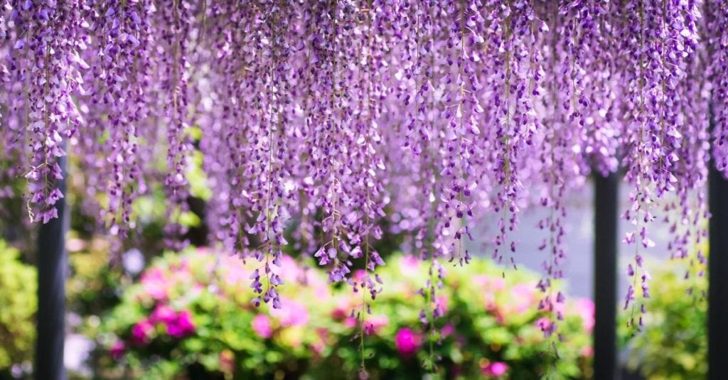 Glycine