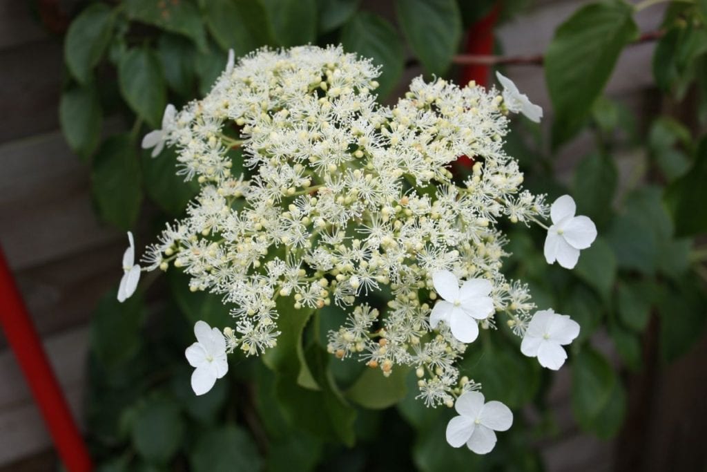 Hortensia Anomala Petiolaris Winter