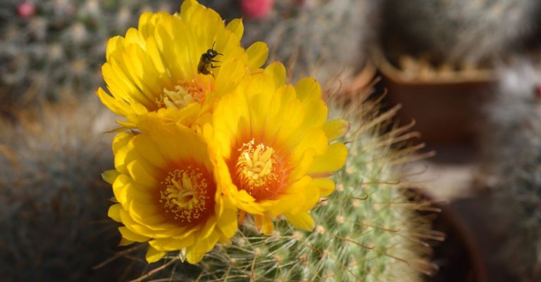 Jardin Comment faire fleurir un cactus Voici 3 astuces pour rendre cela possible