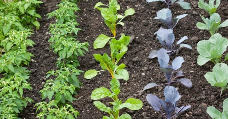 Jardin Que faut-il semer ou planter au mois de juin dans son potager