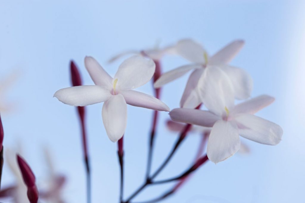 Jasmin étoilé asiaticum Pink