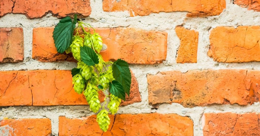 Le houblon donnes ses fleurs en été