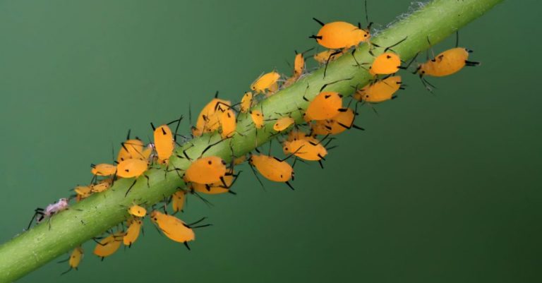 Parasites sur les plantes comment s'en débarrasser de façon naturelle, avec des produits de la maison