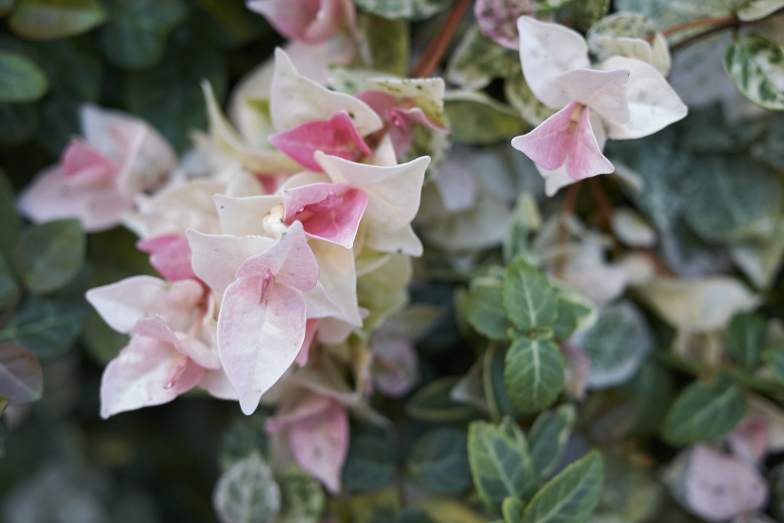 Plantes grimpantes à feuillage persistant : Les 10 variétés très populaires à choisir pour habiller un mur