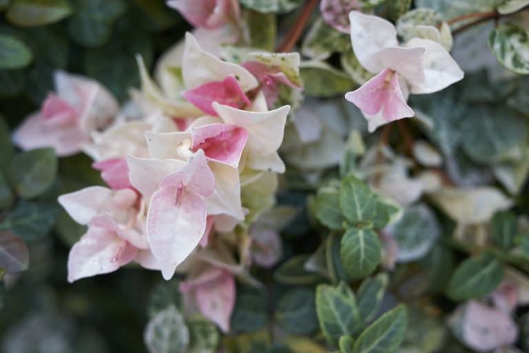 Plantes grimpantes à feuillage persistant : Les 10 variétés très populaires à choisir pour habiller un mur