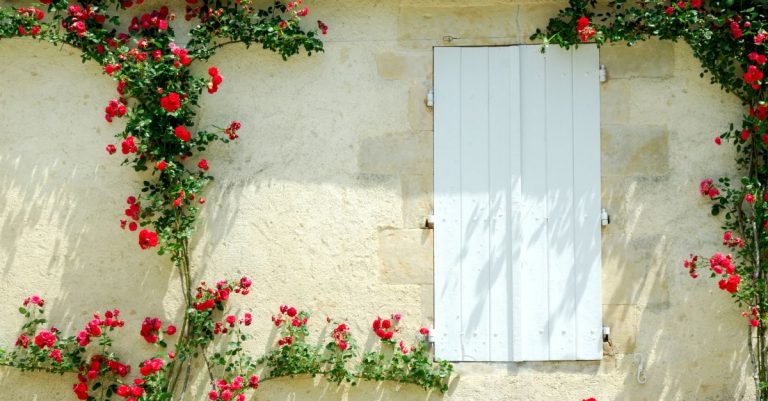 Plantes grimpantes qui n'abîment pas les murs ces 6 variétés sont un excellent choix pour des murs fleuris toute l'année !