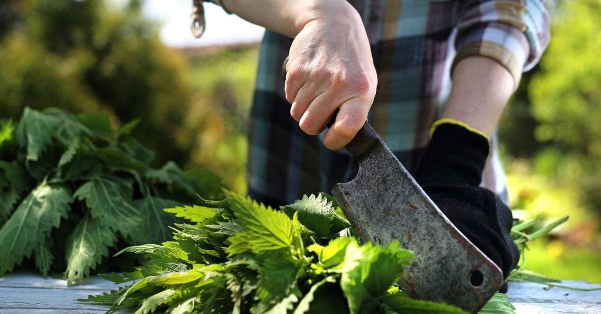 Purin d'ortie voici l'astuce des jardiniers pour bien faire pousser les tomates, et les protéger des maladies !