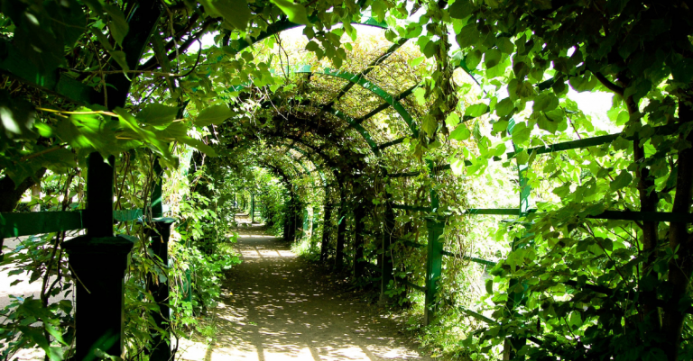 Quelles plantes grimpantes choisir pour recouvrir rapidement une pergola