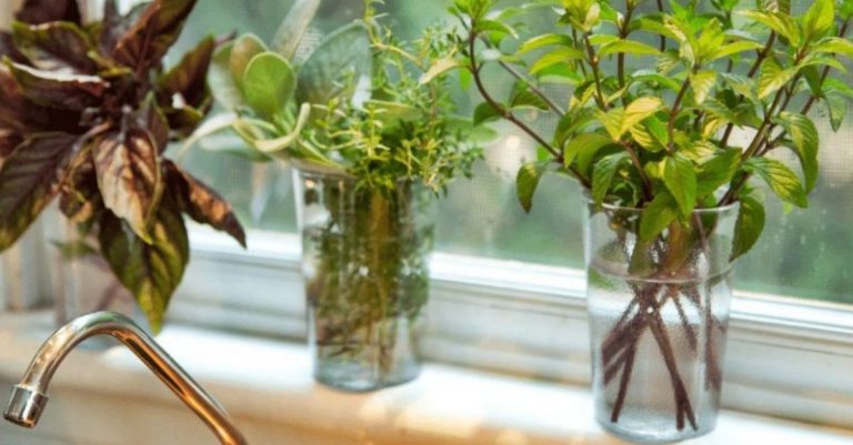 Quelles sont ces 7 herbes aromatiques qui poussent dans l'eau et qui donneront du goût à vos plats