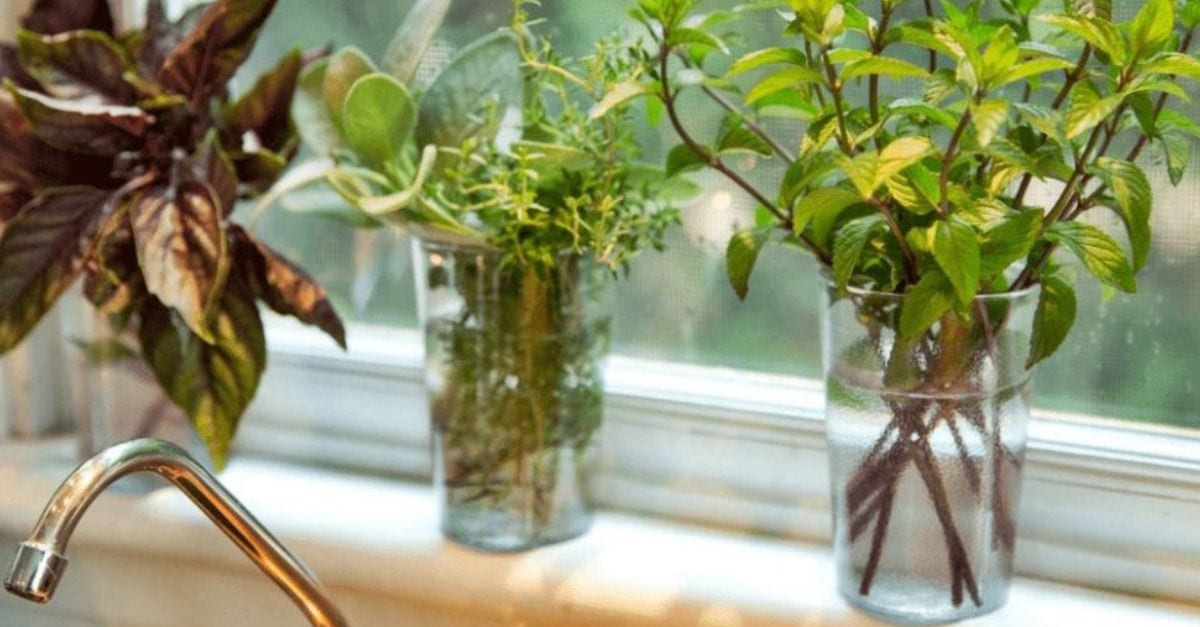 Quelles sont ces 7 herbes aromatiques qui poussent dans l'eau et qui donneront du goût à vos plats