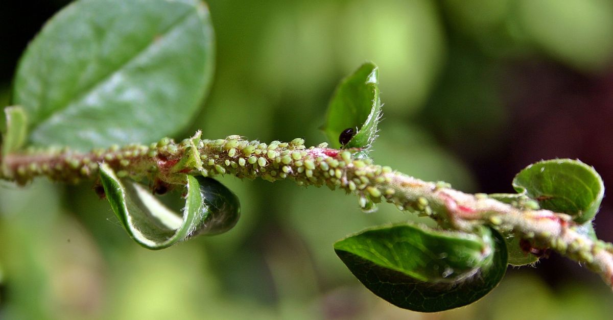 Se débarrasser des pucerons de façon naturelle quel est ce produit efficace, écologique, et que l'on a tous à la maison