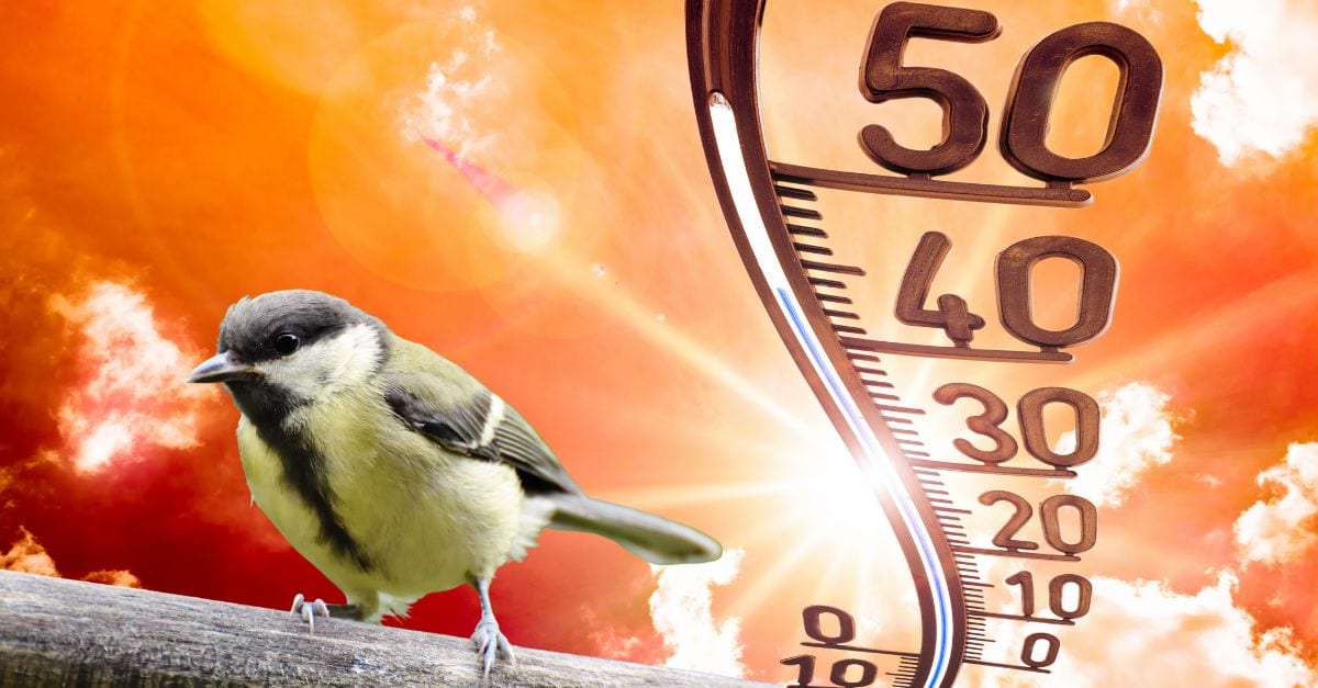 Vague de chaleur comment aider les oiseaux de votre jardin à survivre en cas de canicule