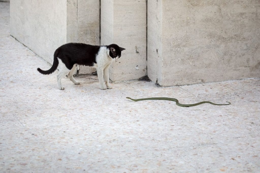 chat contre serpents jardin