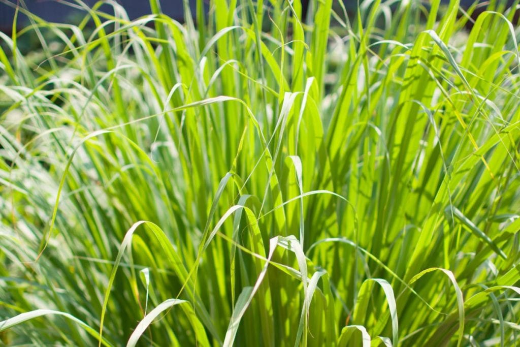 citronnelle contre serpents jardin