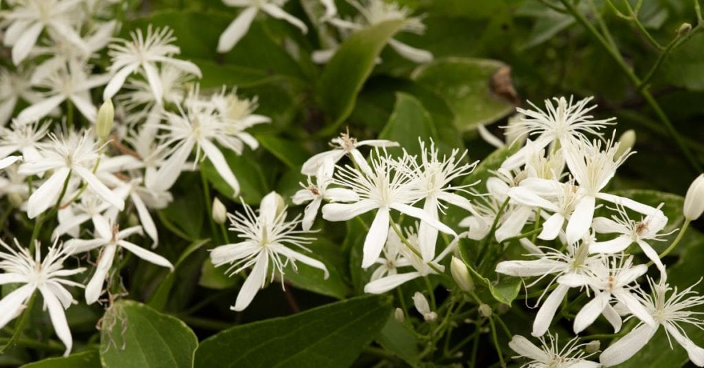 clématites