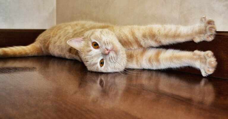 Les astuces pour faire briller un parquet