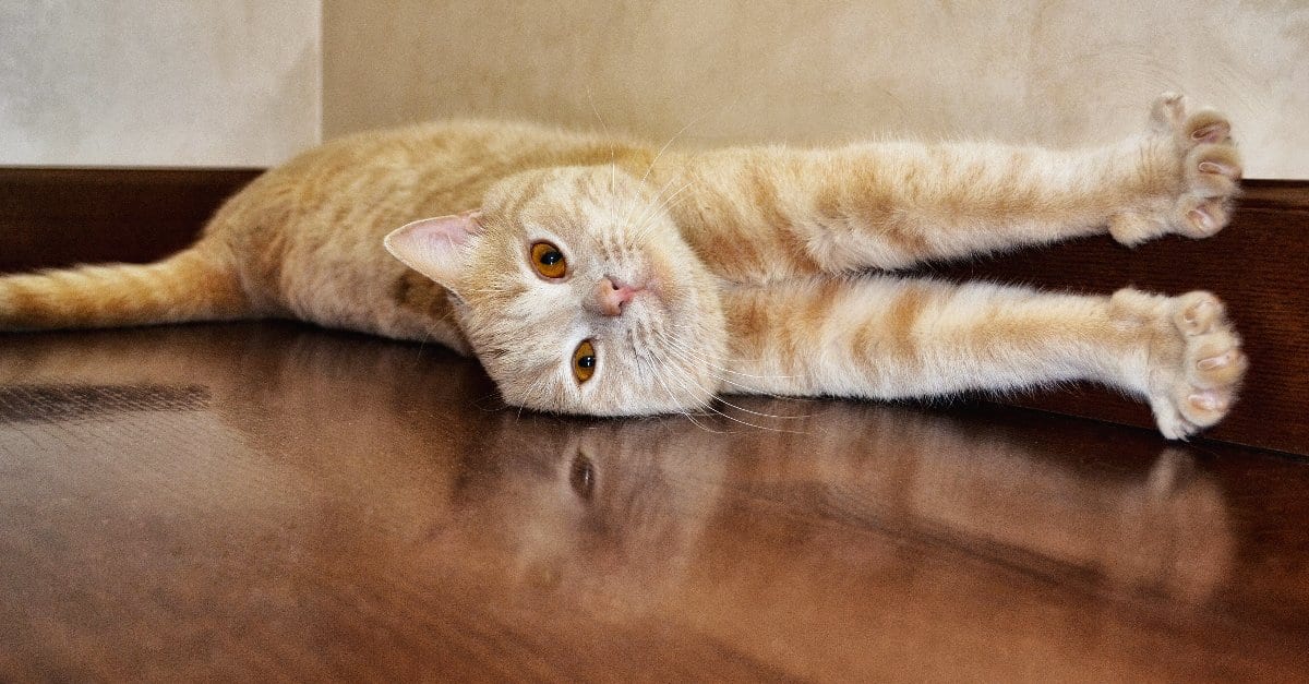 Les astuces pour faire briller un parquet
