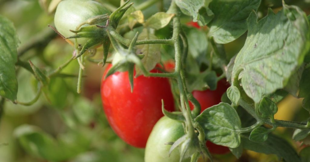enlever les gourmands de tomates