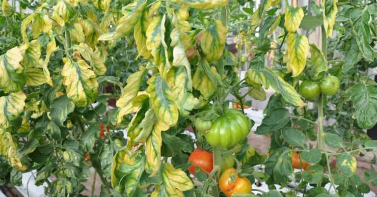 feuilles jaunes tomates que faire