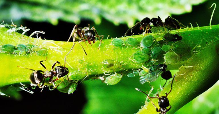 fourmis des plantes