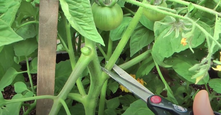 gourmands des tomates faut il les enlever
