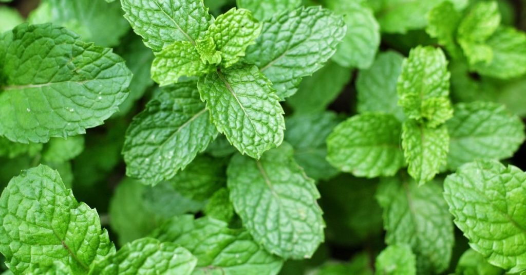 menthe poivrée