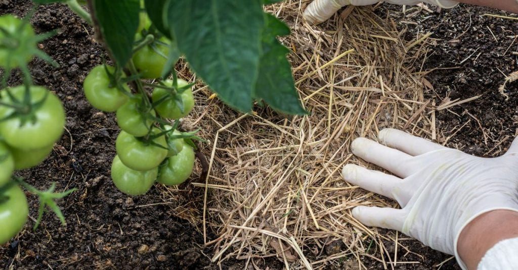 paillis tomates