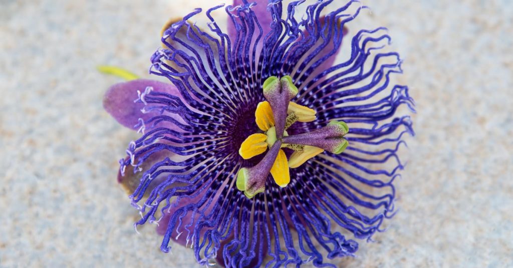 passiflore bleue