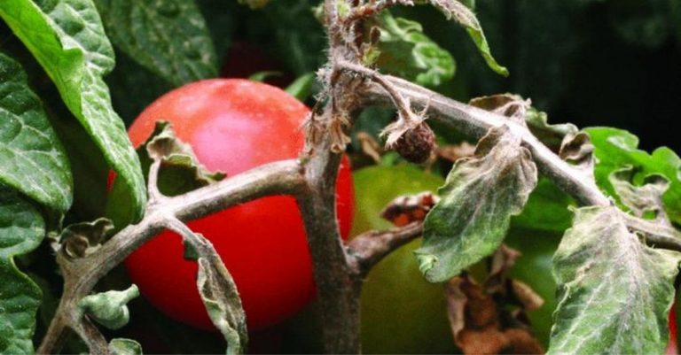 pied noir tomate comment s'en débarrasser
