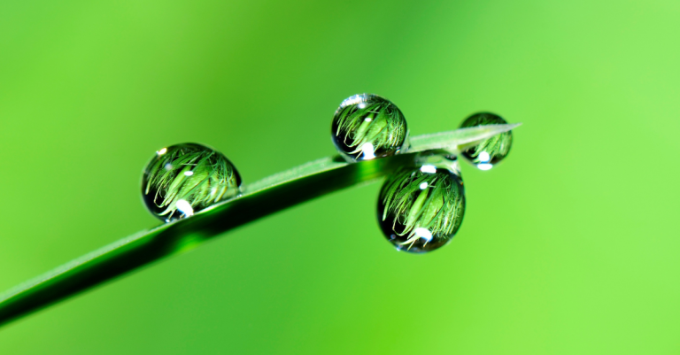plante qui absorbe humidité