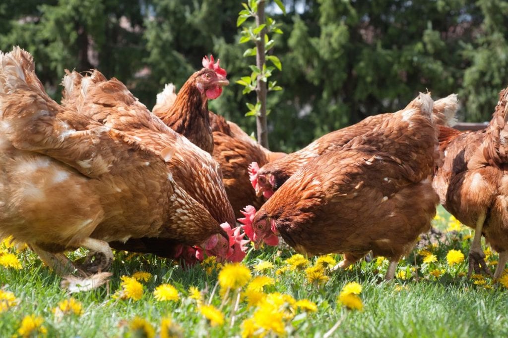 poules contre serpents jardin