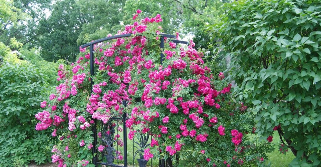 rosier grimpant