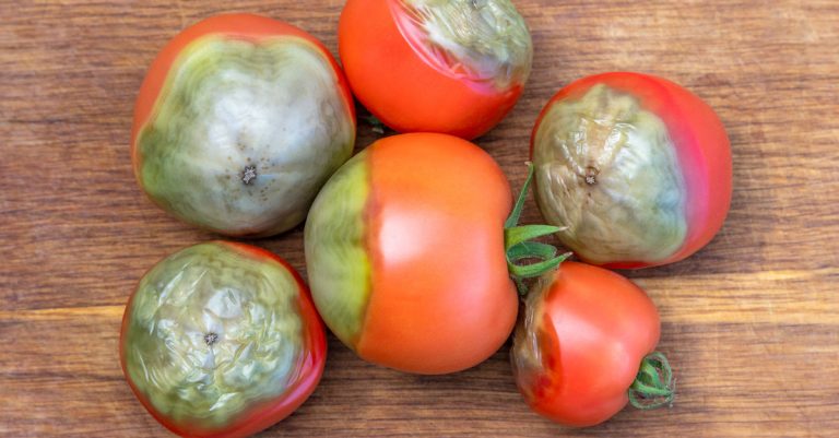se debarrasser du mildiou des tomates
