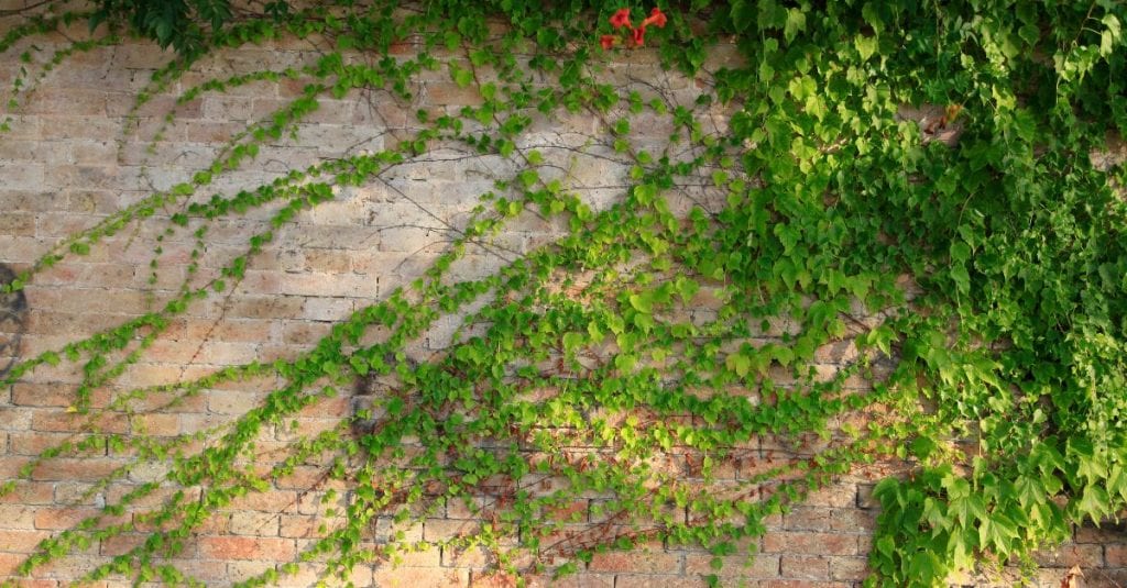 vigne de coignet