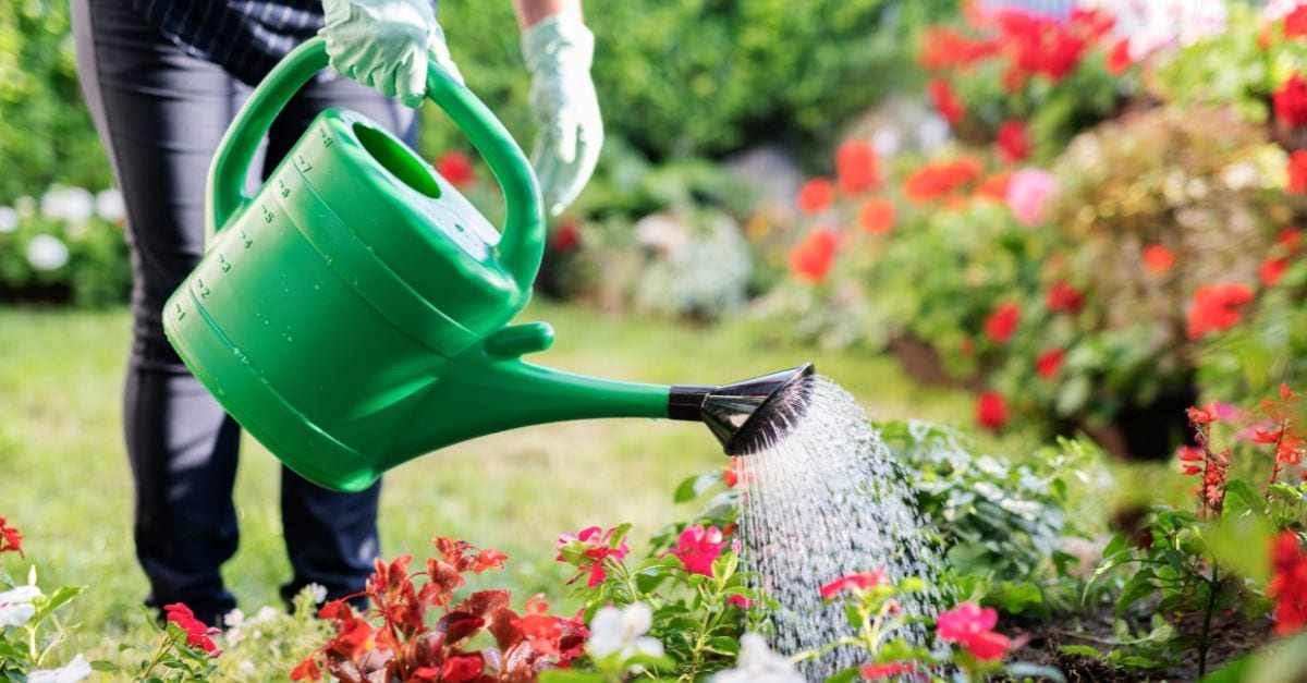 À quel moment de la journée arroser son jardin pendant les périodes de fortes chaleurs