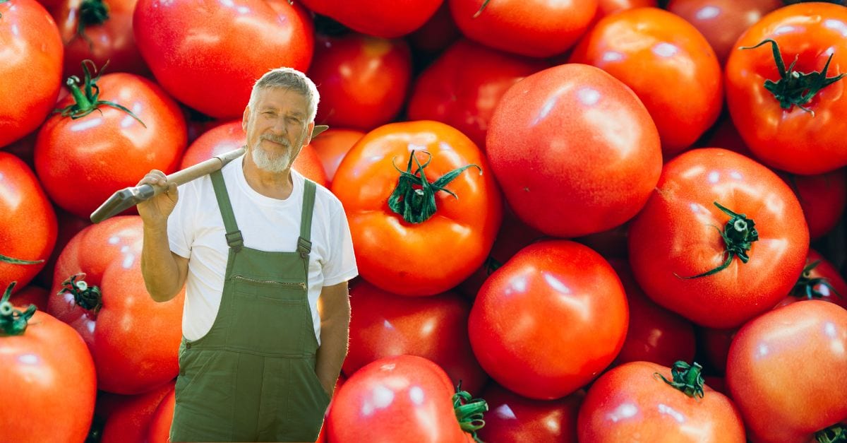 Comment augmenter le rendement de vos pieds de tomates Ces 4 engrais naturels que les maraîchers utilisent sont les plus efficaces !