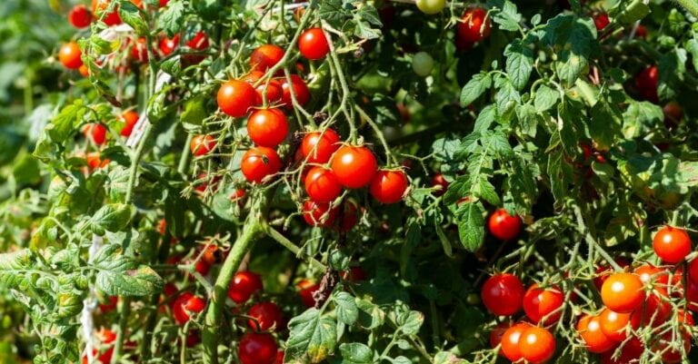 Comment augmenter le rendement de vos plants de tomates