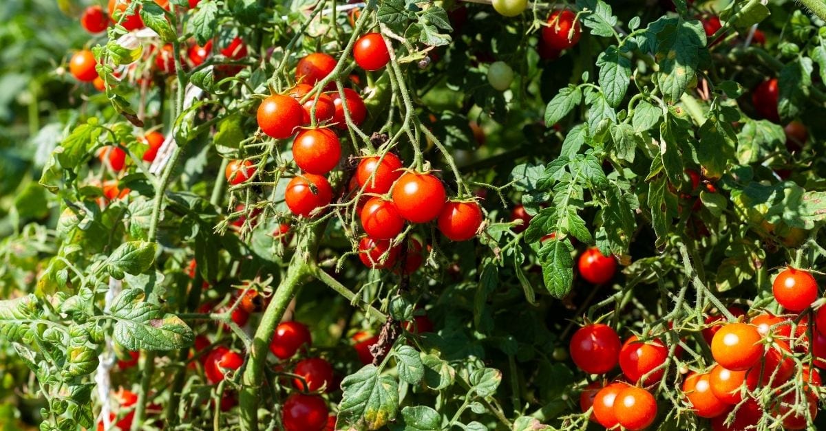 Comment augmenter le rendement de vos plants de tomates