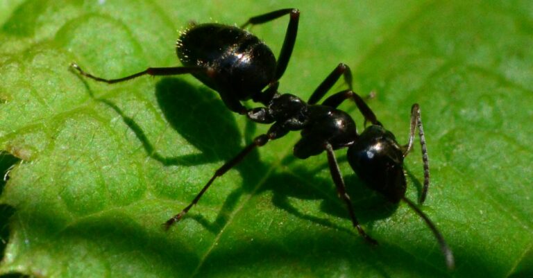 Comment lutter contre les fourmis de façon naturelle