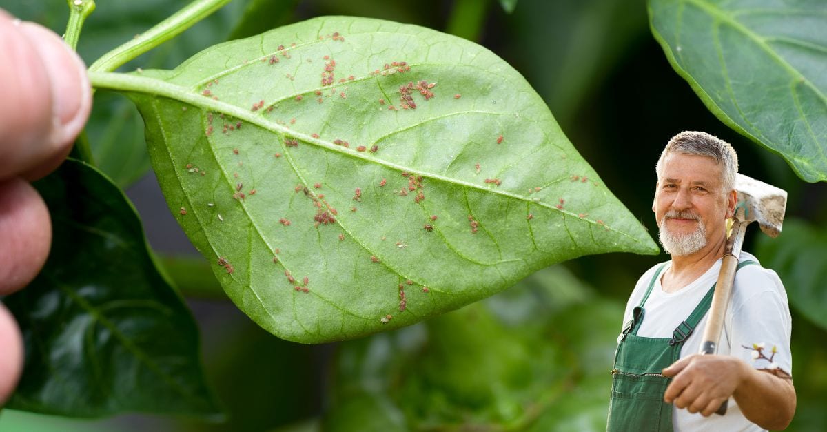 Comment lutter efficacement contre les nuisibles dans le jardin