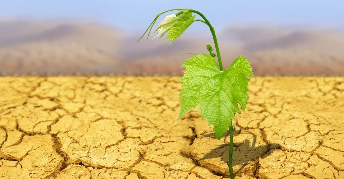 Comment protéger ses plantes de la chaleur