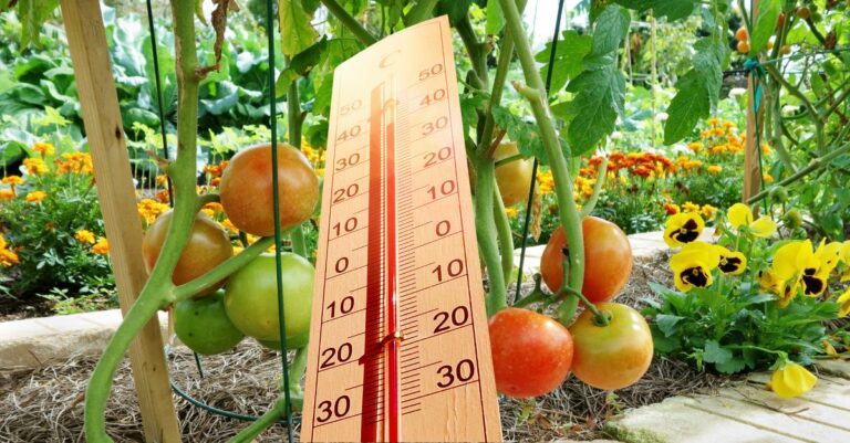 Comment protéger vos pieds de tomates pendant les fortes chaleurs