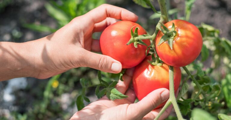 Comment réussir la culture de vos tomates Ces 3 règles (essentielles) sont à respecter pour une récolte abondante