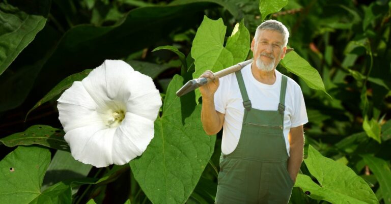 Comment se débarrasser du liseron de façon naturelle