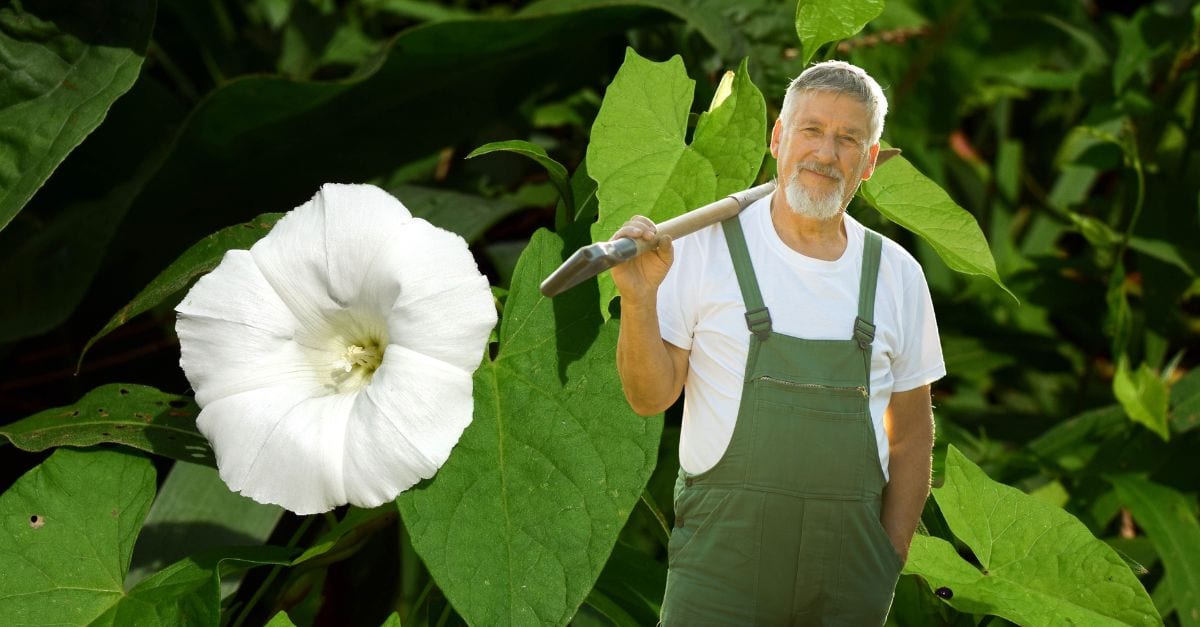 Comment se débarrasser du liseron de façon naturelle