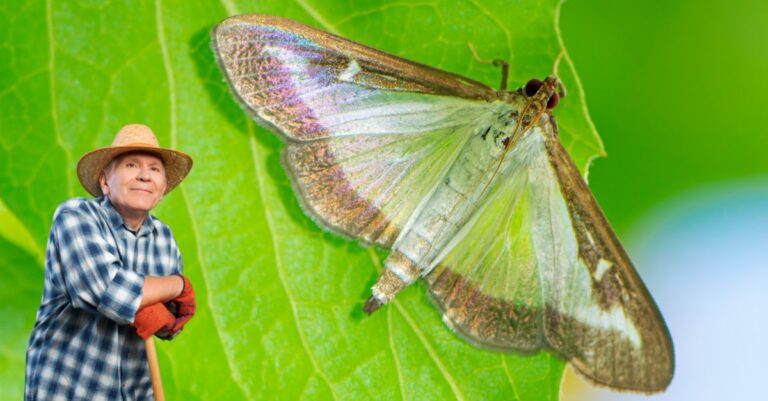 Comment se débarrasser naturellement de la pyrale du buis Voici les astuces des jardiniers