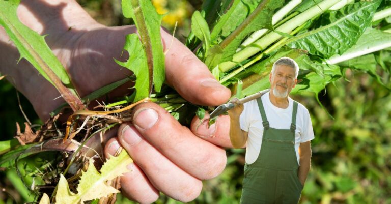 Comment utiliser les mauvaises herbes pour faire pousser ses plantes